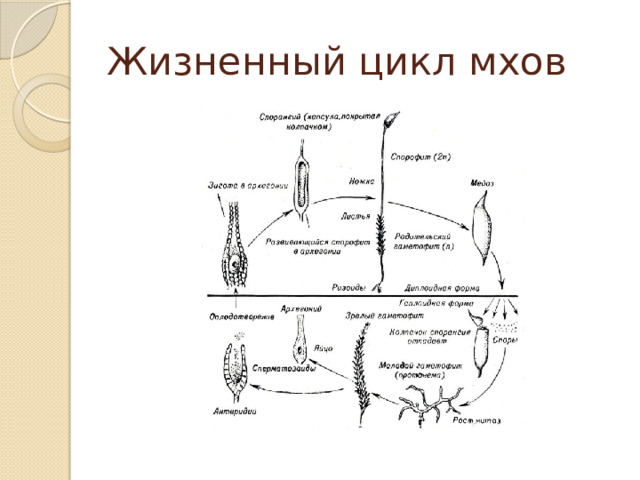 Жизненный цикл мхов 