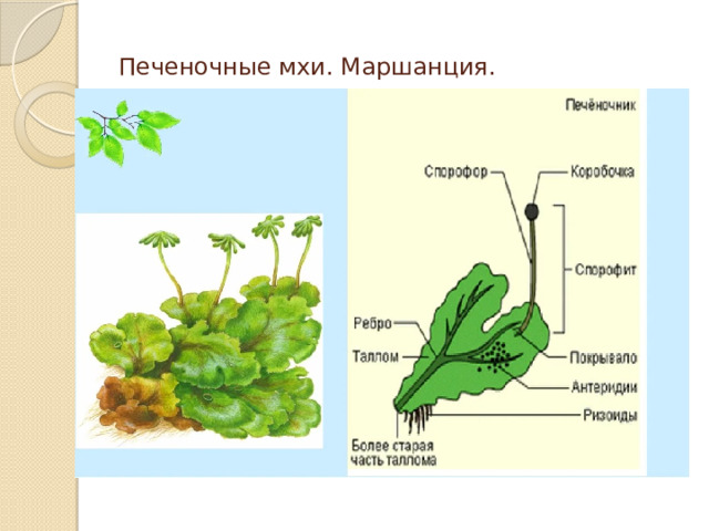 Мхи расписание. Строение таллома маршанции. Мох маршанция строение. Маршанция обыкновенная строение. Строение печеночного мха маршанции.