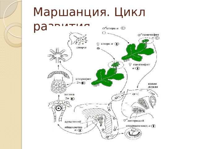 Маршанция. Цикл развития 