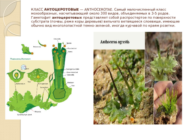 КЛАСС  АНТОЦЕРОТОВЫЕ  — ANTHOCEROTAE. Самый малочисленный класс мохообразных, насчитывающий около 300 видов, объединяемых в 3-5 родов. Гаметофит  антоцеротовых  представляет собой распростертое по поверхности субстрата (почвы, реже коры деревьев) вильчато ветвящееся слоевище, имеющее обычно вид многолопастной темно-зеленой, иногда курчавой по краям розетки. 