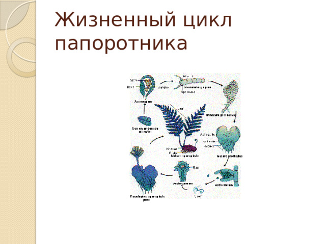 Установите последовательность жизненного цикла папоротника начиная