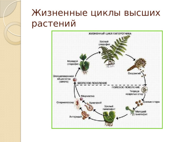 Циклы развития растений схемы егэ от водорослей до покрытосеменных