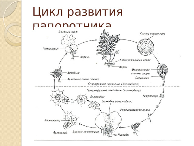 Цикл развития папоротника 