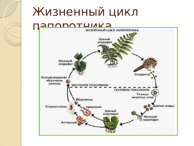 Жизненный цикл папоротника 