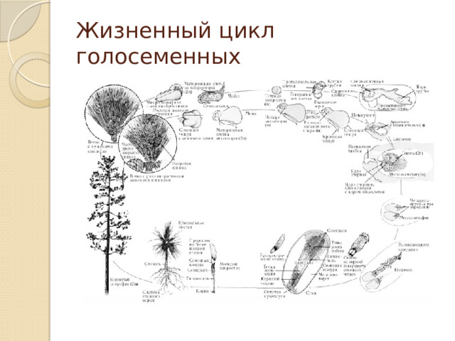 Жизненный цикл голосеменных 