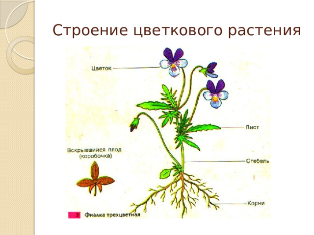 Строение цветкового растения 