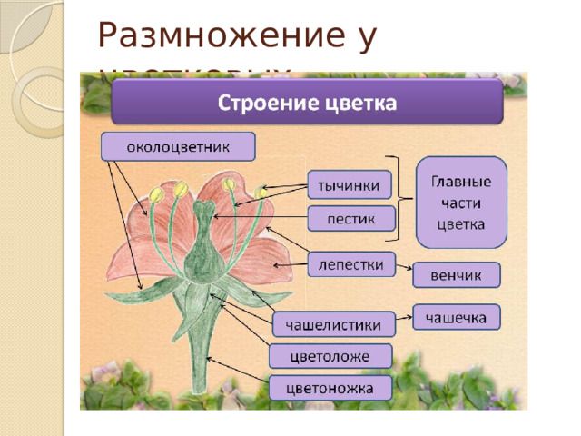 Размножение у цветковых 