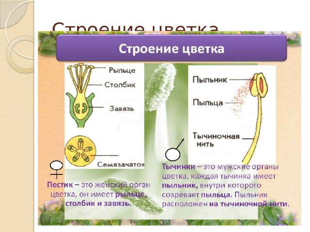 Строение цветка 