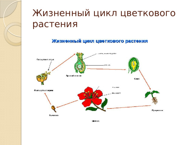 Жизненный цикл цветкового растения 