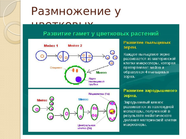 Размножение у цветковых 