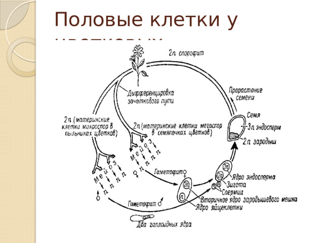 Половые клетки у цветковых 