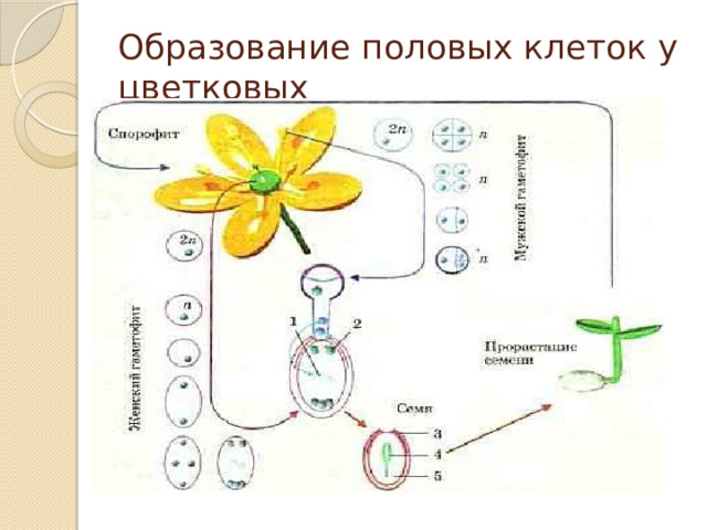 Образование половых клеток у цветковых 