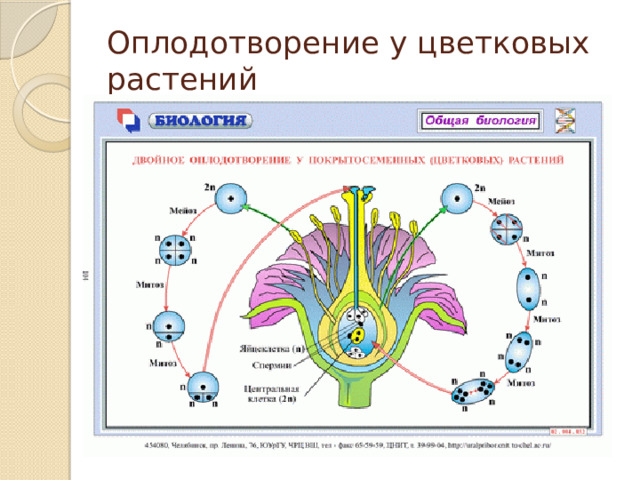 Оплодотворение у цветковых растений 