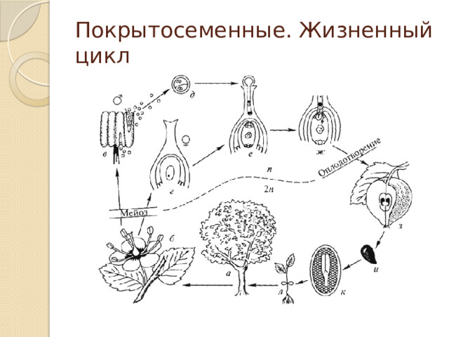 Цикл развития покрытосеменных растений схема с описанием для егэ биология