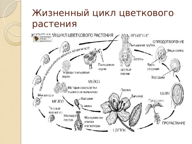 Цикл развития цветковых растений схема с описанием