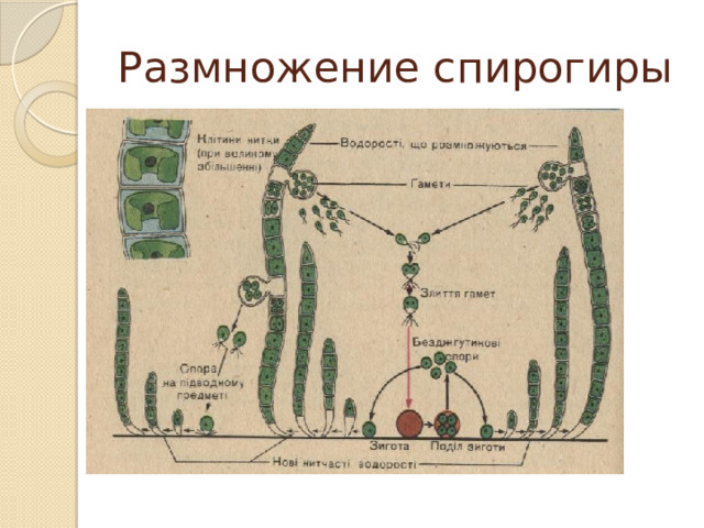 Размножение спирогиры 