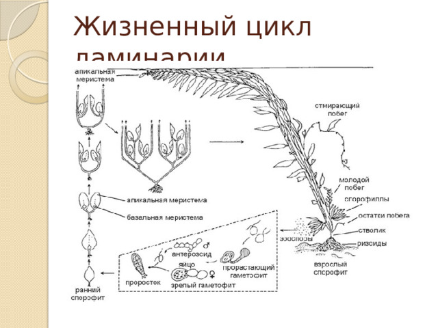 Жизненный цикл ламинарии 