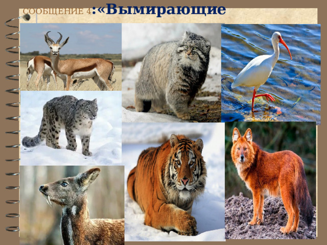 СООБЩЕНИЕ 4 :«Вымирающие животные России».   