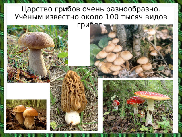 Царство грибов очень разнообразно. Учёным известно около 100 тысяч видов грибов. 