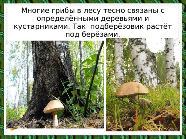 Многие грибы в лесу тесно связаны с определёнными деревьями и кустарниками. Так подберёзовик растёт под берёзами. 