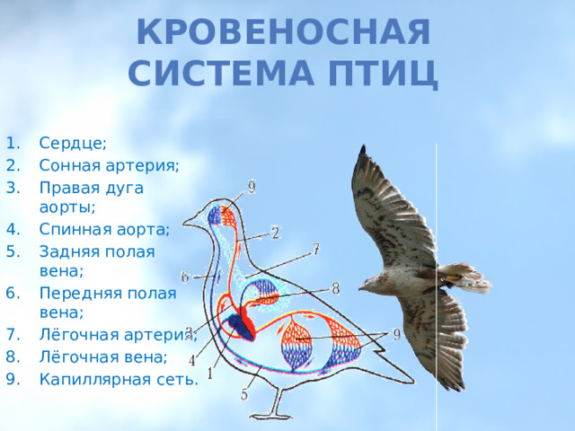 Кровеносная система птиц Сердце; Сонная артерия; Правая дуга аорты; Спинная аорта; Задняя полая вена; Передняя полая вена; Лёгочная артерия; Лёгочная вена; Капиллярная сеть. 