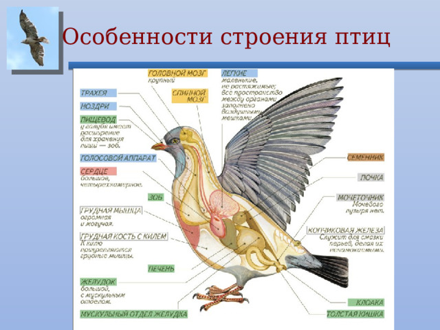 Особенности строения птиц 