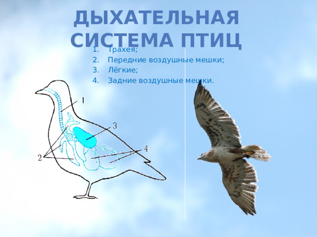 Дыхательная система птиц Трахея; Передние воздушные мешки; Лёгкие; Задние воздушные мешки. 