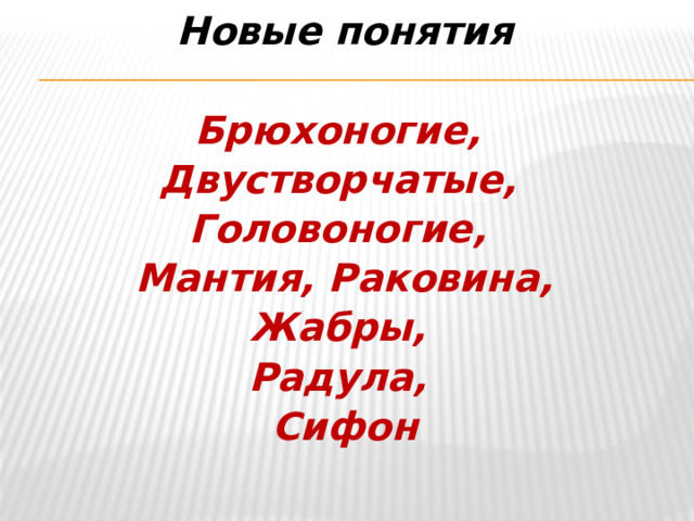 Новые понятия Брюхоногие, Двустворчатые, Головоногие, Мантия, Раковина, Жабры, Радула, Сифон 