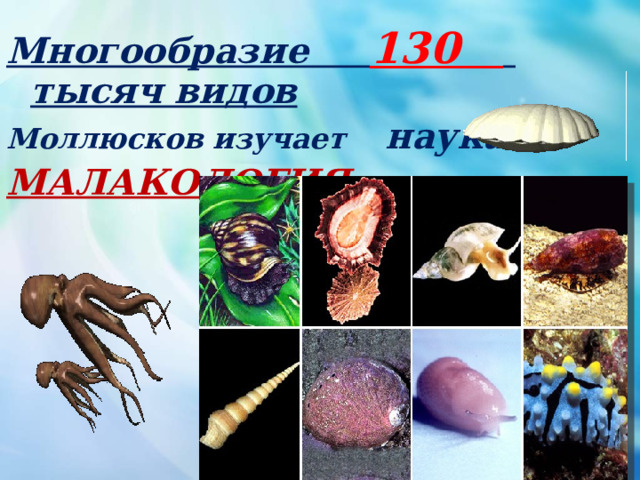 Многообразие 130 тысяч видов Моллюсков изучает наука МАЛАКОЛОГИЯ 
