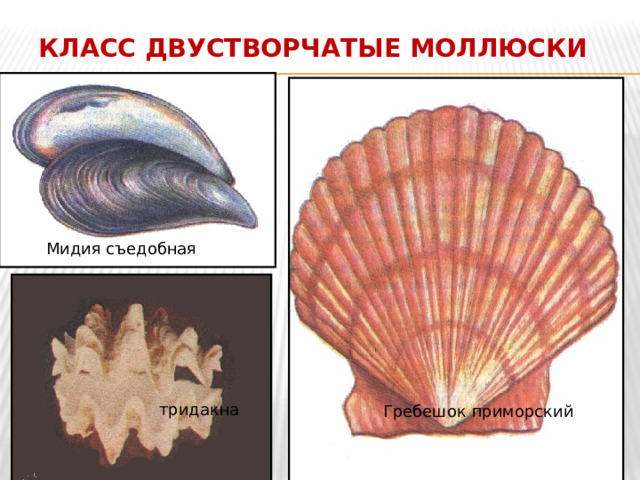 Класс Двустворчатые моллюски Мидия съедобная тридакна Гребешок приморский 
