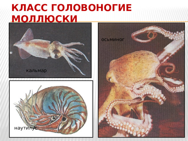 Класс Головоногие моллюски осьминог кальмар наутилус 
