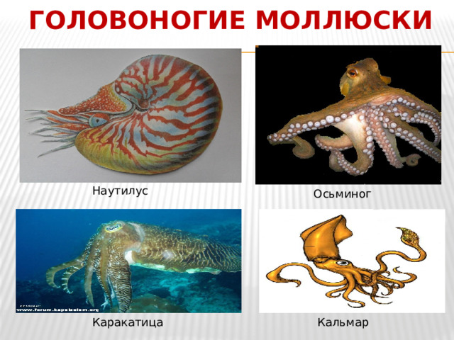 Головоногие моллюски Наутилус Осьминог Кальмар Каракатица 