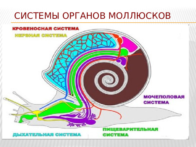 Системы органов моллюсков 