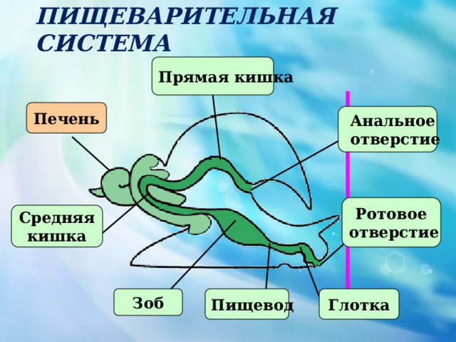 Пищеварительная система Прямая кишка Печень Анальное  отверстие Ротовое отверстие Средняя кишка Глотка Пищевод Зоб 