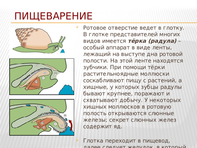 Пищеварение Ротовое отверстие ведет в глотку. В глотке представителей многих видов имеется тёрка (радула) – особый аппарат в виде ленты, лежащий на выступе дна ротовой полости. На этой ленте находятся зубчики. При помощи тёрки растительноядные моллюски соскабливают пищу с растений, а хищные, у которых зубцы радулы бывают крупнее, поражают и схватывают добычу. У некоторых хищных моллюсков в ротовую полость открываются слюнные железы; секрет слюнных желез содержит яд.   Глотка переходит в пищевод, далее следует желудок, в который открываются протоки печени. Желудок переходит в кишку, заканчивающуюся анальным отверстием. 