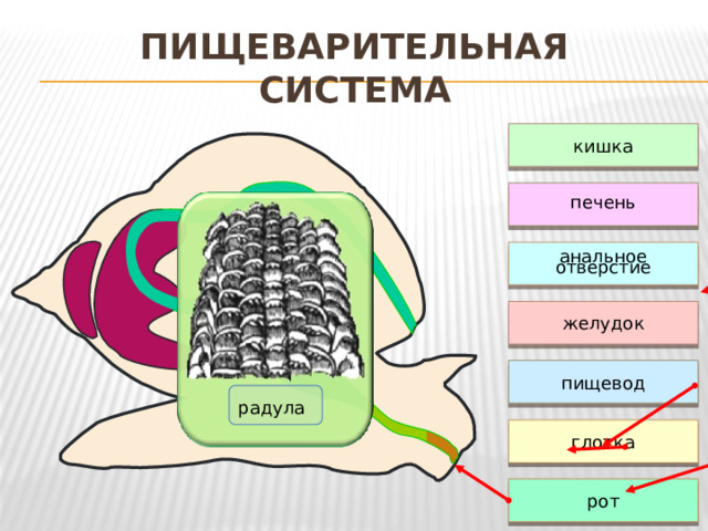 Пищеварительная система кишка печень анальное отверстие желудок У брюхоногих моллюсков пища поступает в рот, который ведет к глотке. В ней помещается мускулистый язык, покрытый зубчиками, – это так называемая радула (тёрка). Радула – несущая зубы, хитиновая, языковидная лента, лежащая на дне ротовой полости и способная выдвигаться из ротовой полости наружу.  Количество зубов в радуле брюхоногих моллюсков может быть от 2 до 17-18 тысяч.  Ею прудовик соскабливает налет из различных микроорганизмов, образующийся на подводных предметах, или скребет мягкие части растений. Из глотки пища по пищеводу попадает в желудок, где происходит переваривание пищи. Перевариванию пищи способствует еще особая пищеварительная железа – печень. Затем переваренная пища поступает в кишечник, здесь всасываются в кровь питательные вещества. Непереваренные частички пищи удаляются наружу через анальное отверстие. пищевод радула  глотка рот 
