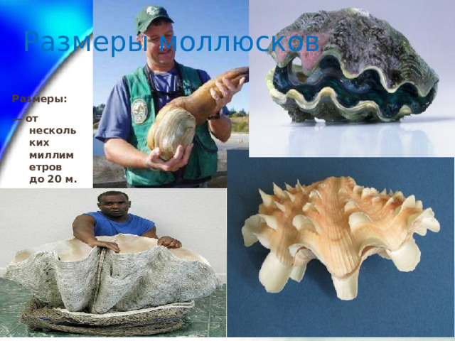 Размеры моллюсков Размеры: — от нескольких миллиметров до 20 м. 