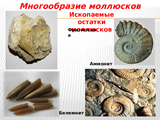 Многообразие моллюсков Ископаемые остатки моллюсков Фрагмокона Аммониты Белемнит 
