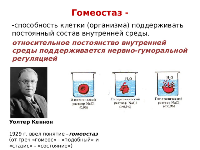 Уолтер Кеннон гомеостаз. Постоянство внутренней среды организма. Состав внутренней среды клетки. Постоянство состав клетки.