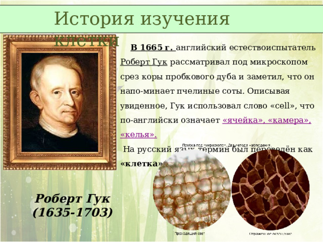 История изучения клетки  В 1665 г. английский естествоиспытатель Роберт Гук  рассматривал под микроскопом срез коры пробкового дуба и заметил, что он напо-минает пчелиные соты. Описывая увиденное, Гук использовал слово « cell », что по-английски означает «ячейка», «камера», «келья».   На русский язык термин был переведён как «клетка». Роберт Гук (1635-1703) 