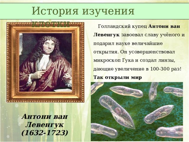 История изучения клетки  Голландский купец Антони ван Левенгук завоевал славу учёного и подарил науке величайшие открытия. Он усовершенствовал микроскоп Гука и создал линзы, дающие увеличение в 100-300 раз! Так открыли мир одноклеточных организмов. Антони ван Левенгук (1632-1723) 