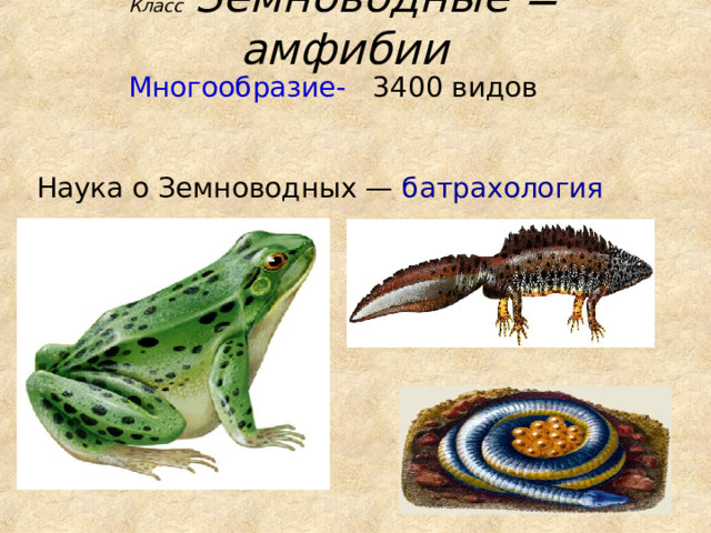 Класс Земноводные = амфибии Многообразие- 3400 видов Наука о Земноводных — батрахология  