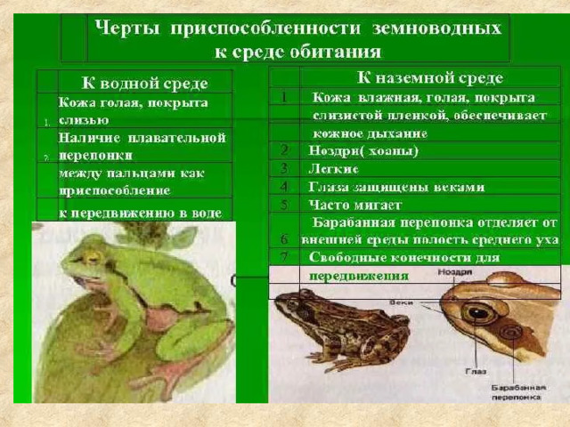 Класс земноводные или амфибии общая характеристика 7 класс презентация