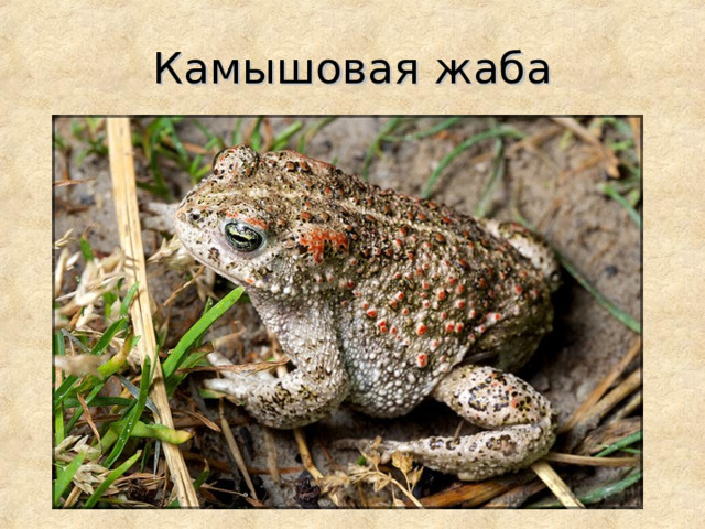 Камышовая жаба  