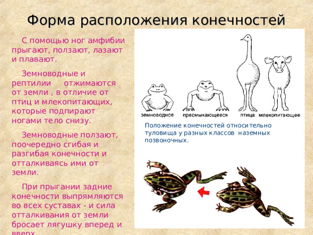 Форма расположения конечностей   С помощью ног амфибии прыгают, ползают, лазают и плавают.  Земноводные и рептилии отжимаются от земли , в отличие от птиц и млекопитающих, которые подпирают ногами тело снизу.  Земноводные ползают, поочередно сгибая и разгибая конечности и отталкиваясь ими от земли.  При прыгании задние конечности выпрямляются во всех суставах - и сила отталкивания от земли бросает лягушку вперед и вверх. Положение конечностей относительно туловища у разных классов наземных позвоночных.  