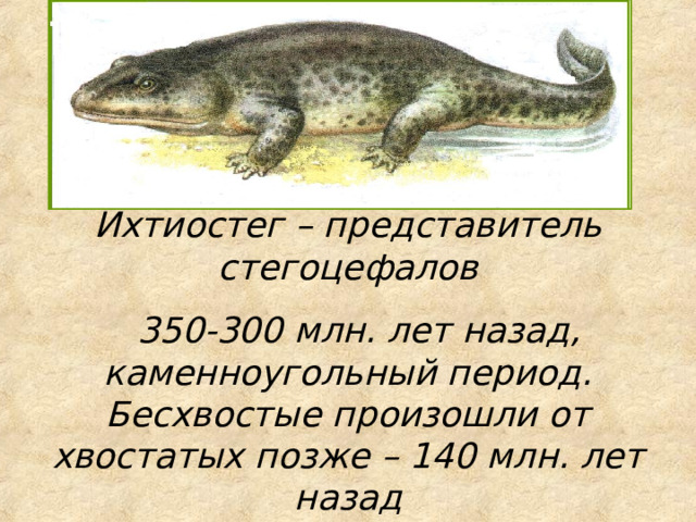 Ихтиостег – представитель стегоцефалов  350-300 млн. лет назад, каменноугольный период. Бесхвостые произошли от хвостатых позже – 140 млн. лет назад  