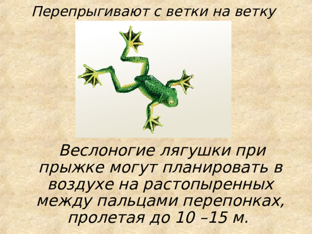 Перепрыгивают с ветки на ветку   Веслоногие лягушки при прыжке могут планировать в воздухе на растопыренных между пальцами перепонках, пролетая до 10 –15 м.  