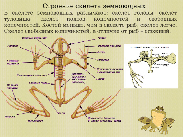 Строение скелета земноводных В скелете земноводных различают: скелет головы, скелет туловища, скелет поясов конечностей и свободных конечностей. Костей меньше, чем в скелете рыб, скелет легче. Скелет свободных конечностей, в отличие от рыб – сложный.  