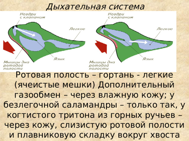 Дыхательная система Ротовая полость – гортань - легкие (ячеистые мешки) Дополнительный газообмен – через влажную кожу; у безлегочной саламандры – только так, у когтистого тритона из горных ручьев – через кожу, слизистую ротовой полости и плавниковую складку вокруг хвоста  