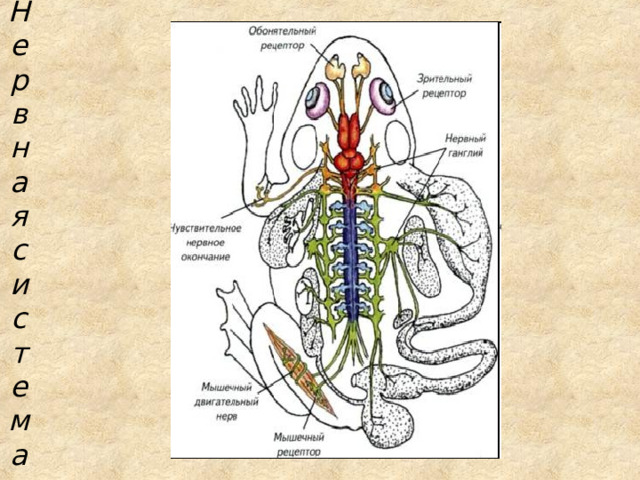Нервная система  